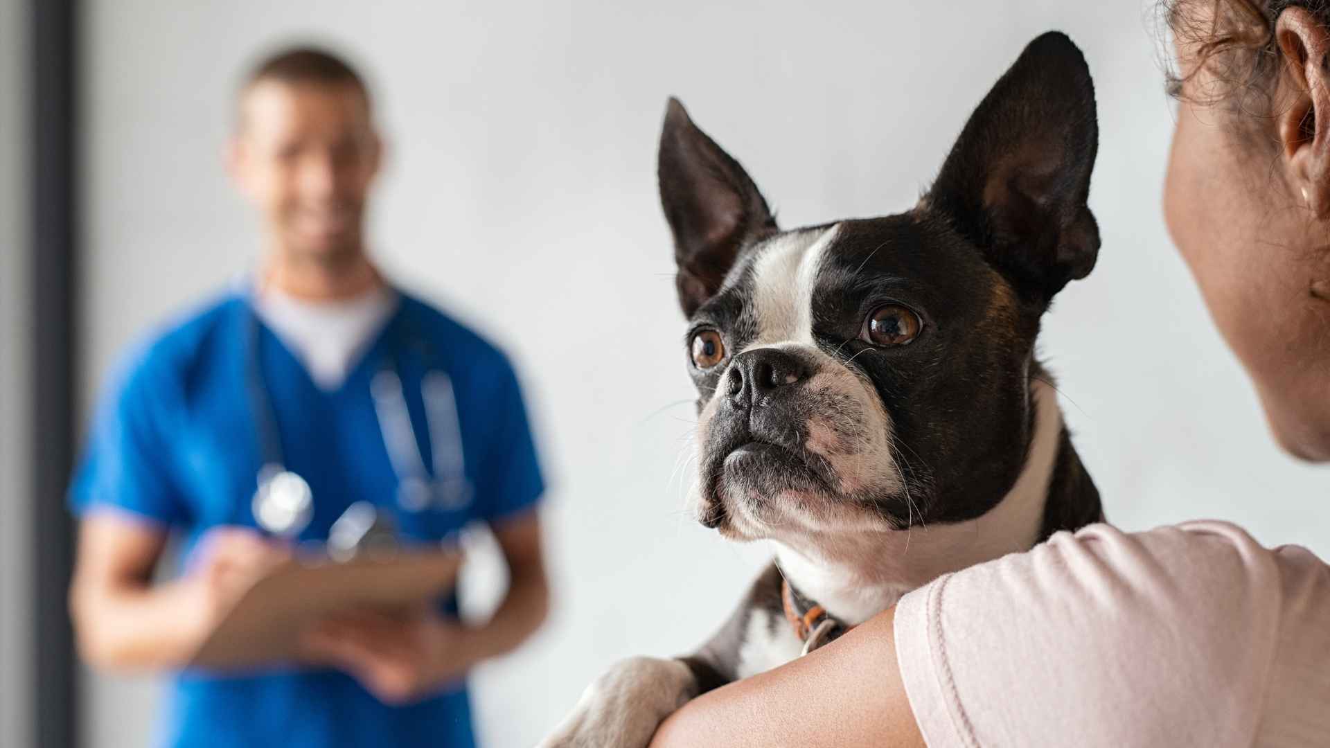 Perro con pancreatitis